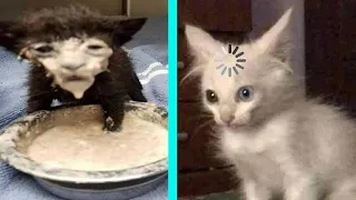 BEST DANK CAT MEMES COMPILATION OF 2020 PART 10 from TikTok 1080p