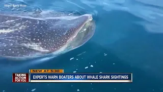 Captain spots massive whale shark near Anna Maria Island