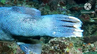 Misool Raja Ampat - Night Dive