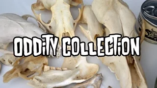 Oddity Collection | Animal Bones+Critters In Jars