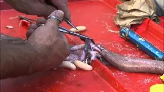 Hagfish Dissection