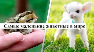 ТОП-10: Самые маленькие животные в мире, в существование которых вы не поверите