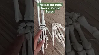 Proximal and Distal Rows of Carpal Bones #draqilshah #viralvideos #anatomy #viral #youtubeshorts #dr