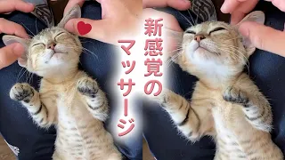 新感覚を知った猫さん｜PECO