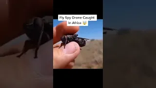 Fly Spy Drone Caught In Africa 🤯 #Shorts