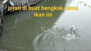 joran di buat bengkok sama ikan yang satu ini