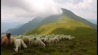 Kangal rupt de LUPI | Stâna din Butuci a lui Gavrilă Pavelea |  Rhododendron - video 2020