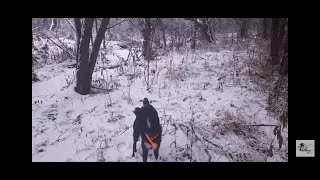 #143 разведка и проверка капканов.Позывной клич Харзы.