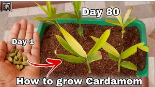 Grafting Cardamom From Seeds || Grow Properly At Home  || with Banana Fruit
