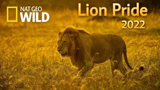 Lion pride new Documentary 2022 - Nat Geo wild.