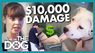 Secret Second Set of Furniture Used to Hide Dog's $10k Damage | It's Me or the Dog