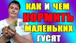 Как и чем кормить маленьких гусят. Содержание гусей.