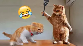 1 HOUR with THESE clumsy CATS 😹 Funniest Cats & Dogs Videos🐶😹 Funniest Animals  #insurance #cats
