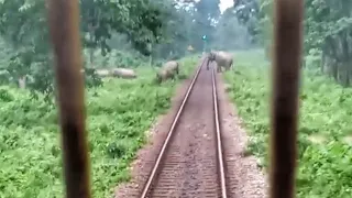 Super Compilation of 5 videos - Train Driver Saving Elephants. Don't miss it.