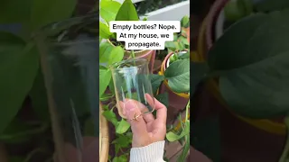 This is for the Apartment Plant People - No safe empty glass bottle: we will put a plant in you