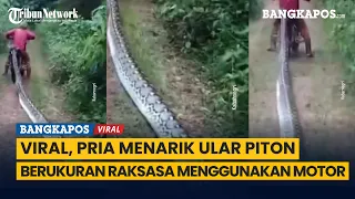 Viral, Pria Menarik Ular Piton Berukuran Raksasa Menggunakan Motor