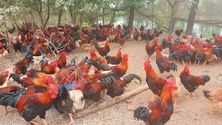 Rooster Crowing Compilation Plus - Rooster crowing sounds Effect 2016 | TALK ON ANIMALS