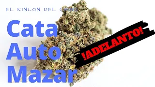 CATA Automazar | ADELANTO | Probando Marihuana Autocultivo // Seguimiento 2019