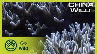 Oceans | China Wild 5/5 | Go Wild