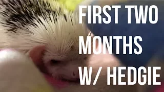Hedgehog Cage Setup, Tips, and other Tricks | FIRST TWO MONTHS OF OWNING A HEDGEHOG
