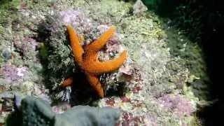 The Colours and The Ladder, Sydney - URG Fish ID Surveys