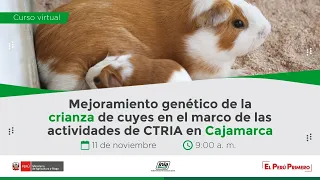 Mejoramiento Genético de la crianza de cuyes