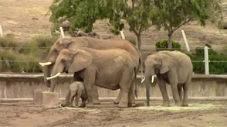 San Diego Zoo Safari Park - Elephants