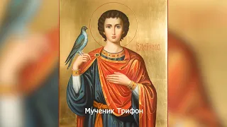Мученик Трифон. Православный календарь 14  февраля 2024