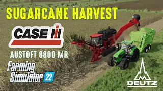 Sugarcane Harvest 2023 - Case IH Austoft 8800 Multi-Row | Farming Simulator 22