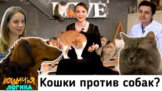 Кошачья логика: как подружить кошку и собаку