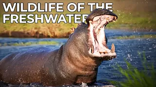 World of the Wild | Episode 11: The Freshwaters | Free Documentary Nature