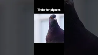 Tinder for pigeons #truefacts #shorts #pigeon