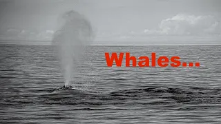 Bay of Fundy - Whale Watching