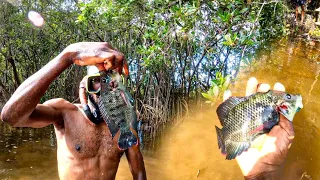 Swamp Spearfishing for big  tilapia | Catch & Cook