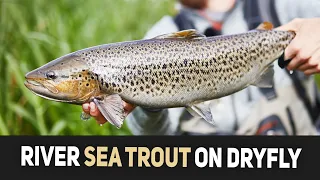 Sea Trout On Dry Fly (skumbille) - River Fishing In Denmark