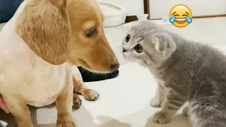 Try Not To Laugh Dogs And Cats 😁 - Best Funniest Animals Video 2024 - Part 42