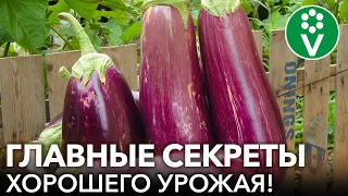 7 ЗОЛОТЫХ ПРАВИЛ ВЫРАЩИВАНИЯ БАКЛАЖАНОВ! Главные секреты большого урожая баклажанов