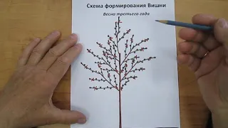 Cherry trimming scheme