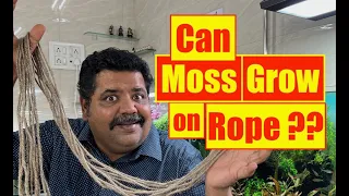 How to Grow Aquarium Moss on Rope | Nature Aquarium | Mayur Dev Aquascaper | Aquascaping Ideas 4K