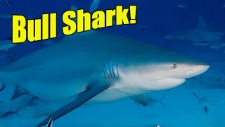 Bull Sharks | SHARK ACADEMY