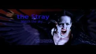 The Stray Trailer "Their Rationality"