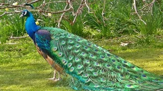 मोर नृत्य Peacock Dance in All its Glory - मोर - الطاووس