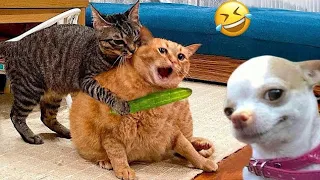 Best Funny Kitten Videos | Very Funny Cat Videos 🐱🐕🐶