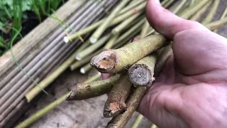 Creating a living willow structure