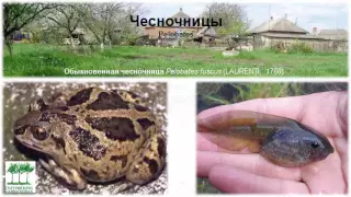 Амфибии и рептилии в саду. Олег Шумаков