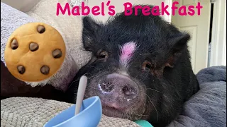 Pot Belly Pigs Breakfast and Vitamins | “Mini Pig”