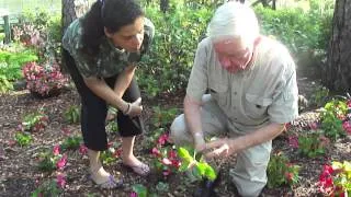 Dragon Wing Begonia Trimming with Randal Knight