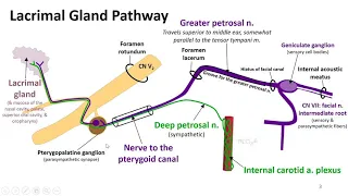 Nasal Cavity, Sinuses and Ear LO - Greater Petrosal