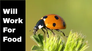 What Do LadyBugs Eat? (3 TIPS to Release Ladybugs Into Your Garden!)