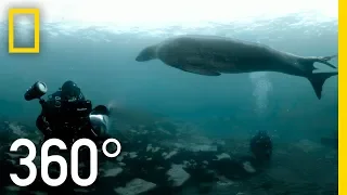 POLAR OBSESSION 360 | National Geographic